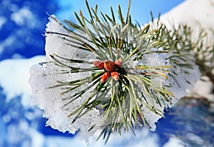 Part of fir tree strewn in winter