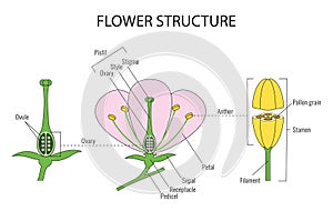 Part of a flower biological diagram
