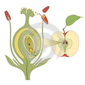 Part of a flower biological diagram