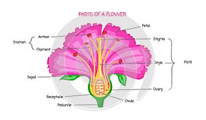 Part of a flower biological diagram, vector illustration drawing with educational scheme.