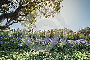 The part of flower garden in Chiang Rai ASEAN Flower Festival 2020