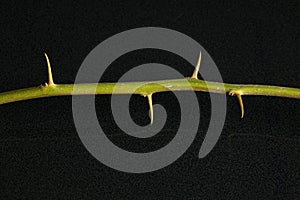 Part of the Fuengfah [Bougainvillea] Stem with Thorns iSolated on Black background