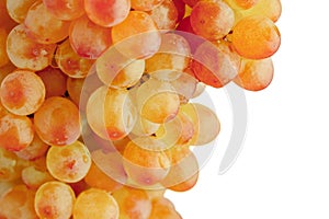 Part of grapes vine, white background