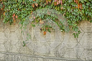 Part of a gray concrete fence wall overgrown