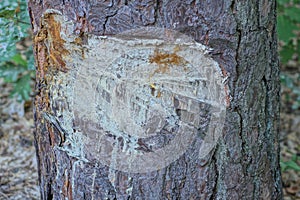 part of a gray pine tree with a cut and drops of white resin