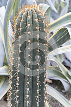 Part of green Cactus spikes in pot with long thorn, detail of large cactus plant showing needles and deep ribs. Macro close-up