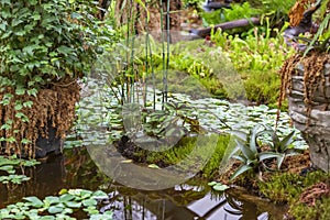 Part of a green garden with tropical and exotic plants