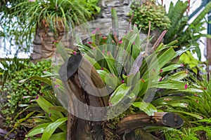 Part of a green garden with tropical and exotic plants