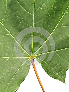 Part of green leaf form nature environment botany isolated
