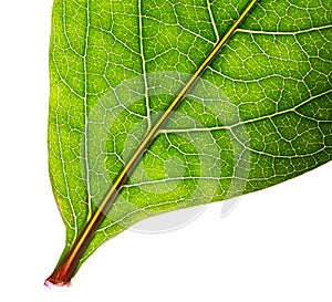 Part of green leaf isolated