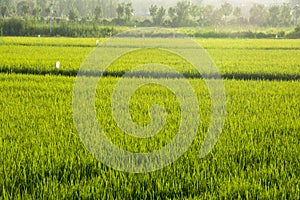 Part of the green paddy field