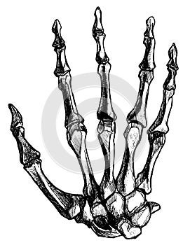 Part of the hand, bones, raised wrist of the skeleton