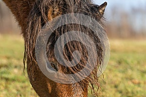 Part of a head of a wild Exmoor pony, against a blue sky in nature reserve in Fochteloo, the Netherlands