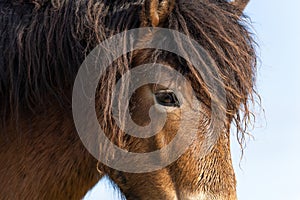 Part of a head of a wild Exmoor pony, against a blue sky in nature reserve in Fochteloo, the Netherlands