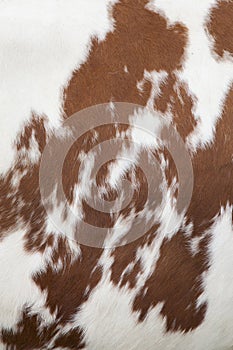 Part of hide of red and white cow