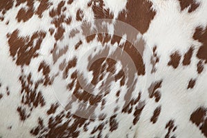 Part of hide of red and white cow