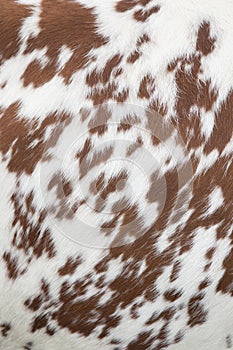 Part of hide of red and white cow