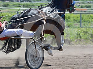 Part of horse trotter breed on the wrong move. Harness horse racing in details.