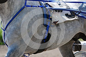 Part of horse trotter breed on the wrong move. Harness horse racing in details.Harness horse racing in details. Part of horse trot