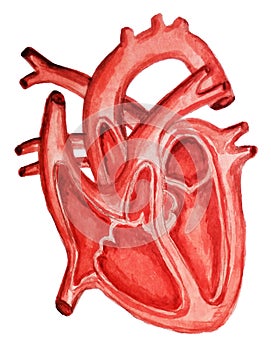 Part of the human heart. Anatomy. Diastole and systole.Filling and pumping of Human Heart structure anatomy watercolor