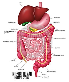 The Part Of Internal Human Digestive System Illustration