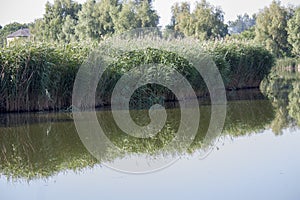 Part of the lake with water and dry reeds and grass near the shore. Early in the morning with fog on the water. Natural Wild