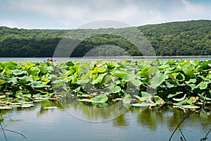 Part of lake which overgrown by lotos flowers.