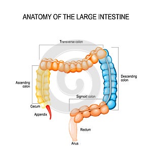 Part of Large Intestine