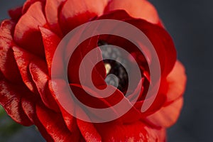 part of a large red flower with a black core