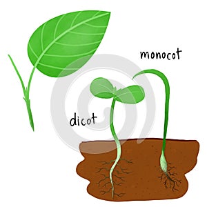 Part of leaf. dicot and monocot