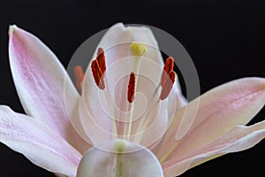 Part of Light Pink Lily Blossom 1