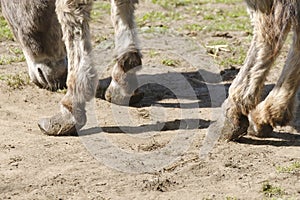 Part of a long-haired donkey grazing in a green meadow at a farm, very bad hooves