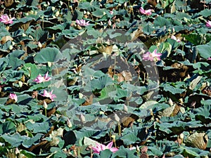 Part of a lotus pond in northern Thailand