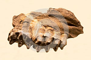 Part of the lower jaw of the crested mastodon zygolophodon Latin: Zygolophodon gromova is isolated on a white background.