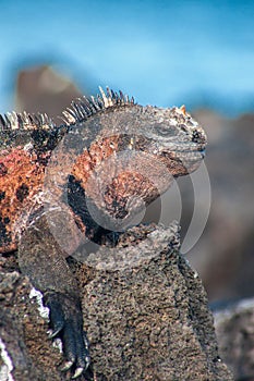 Part of a male marine iguana on Floreana, Galapagos, Ecuador