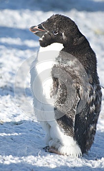 Part of moulting Adelie penguin.