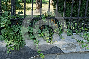 Part of the old fence of black iron bars and gray concrete overgrown with green vegetation