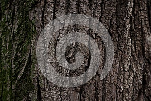 A part of old tree stem, covered with brown bark and green moss in forest woods in winter. Bare tree. Natural texture background