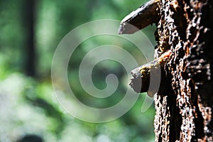 Part of old tree trunk in selective focus against background of forest in blur