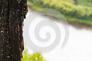 Part of old tree trunk in selective focus against background of forest in blur