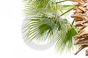 Part of palm tree  on white background