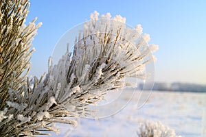 Part of a pine tree in a strong frost on a branch of hoarfrost and snow, the background of a blue sky and a field in the snow