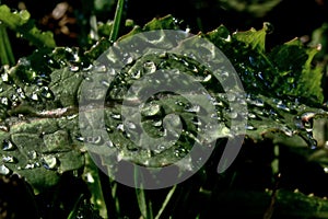 Part of poppy (Papaver Somniferum) leaf with drops of water