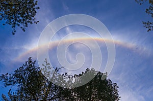 A part of a rainbow in the blue sky above pine trees