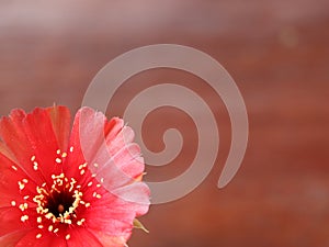 Part of red cactus on blur wooden background