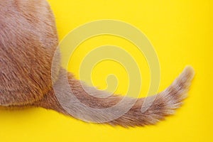 Part of a red cat, rear view. The tip of a red cat`s tail