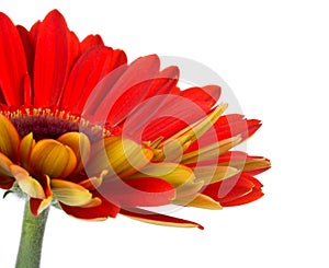 Part of red gerbera flower