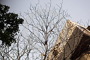 Part of a residential building with trees and branches around. Late afternoon photo