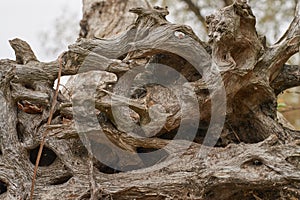 Part of the root system of a dead tree lying on the river bank.