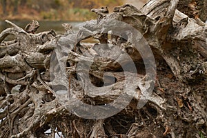 Part of the root system of a dead tree lying on the river bank.